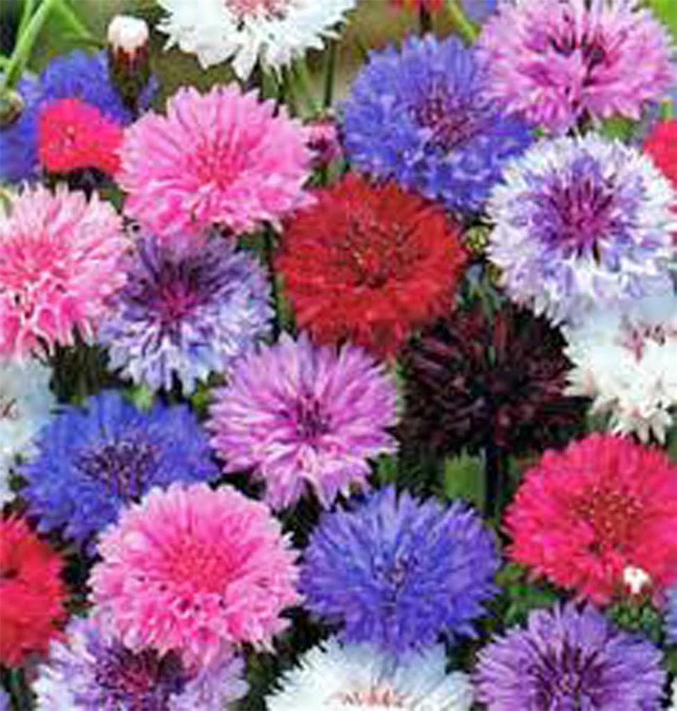 Dwarf Polka Dot Mix Bachelor Button Seeds, 1000 Seeds, Centaurea cyanus, Colorful Flowering Plants for Garden