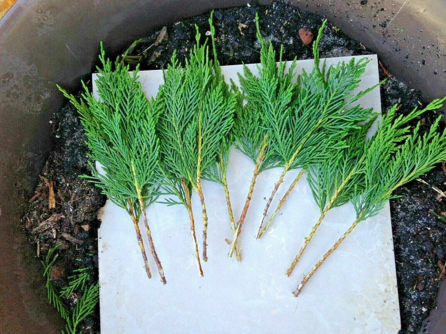 15 Leyland Cypress Cuttings (Cupressocyparis leylandii) 6-7" Unrooted Branches ā Fast Privacy Hedge Tree, Evergreen Screen
