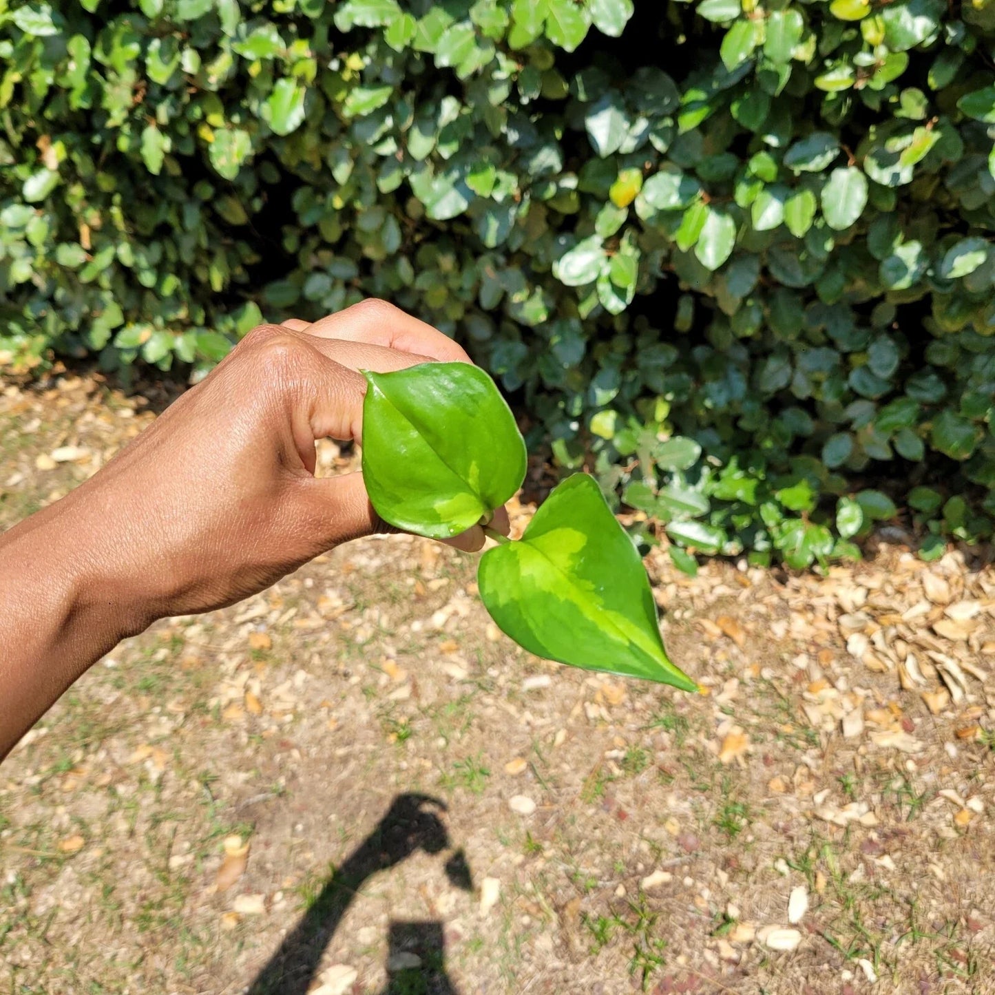 Global Green Pothos Rooted Cutting โ Live Houseplant Cutting | Epipremnum Aureum Global Green | Easy Indoor Plant