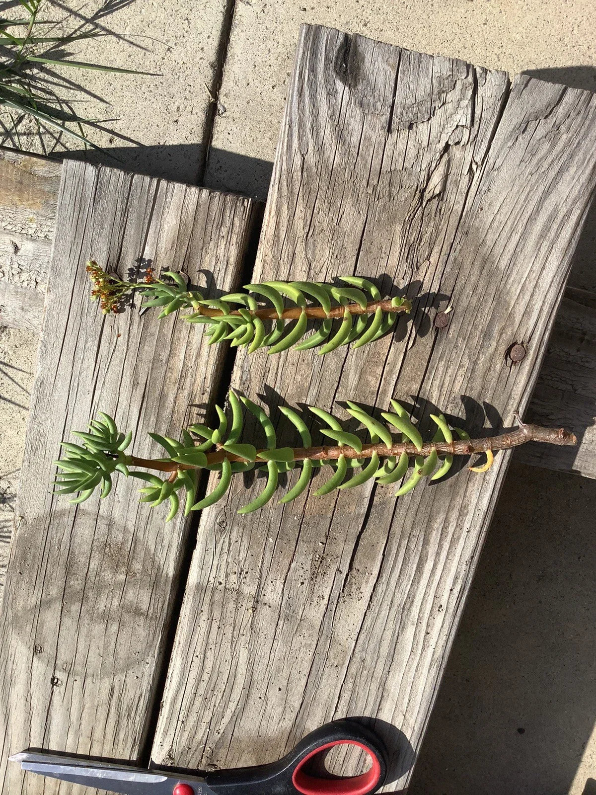 Mini Pine Tree Succulent - Crassula Tetragona | 7 Live Cuttings (5ā8") | Rare Bonsai-Like Succulent | Easy to Grow & Propagate