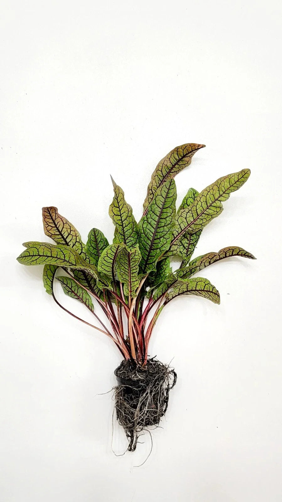 Cold Hardy Bloody Dock Bare Root ā Rumex sanguineus, Red-Veined Sorrel, Aquatic Marginal Pond Plant, Perennial Water Garden