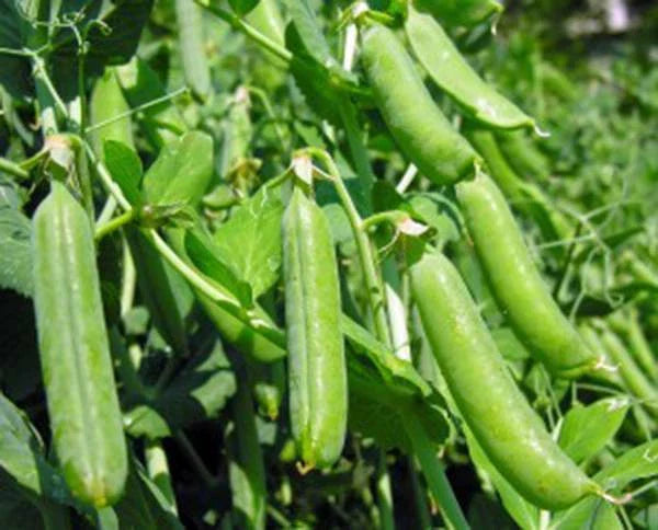 Heirloom Pea Seeds, Non-GMO, Thomas Laxton Variety, 100+ Seeds, Perfect for Home Gardening, Pisum sativum