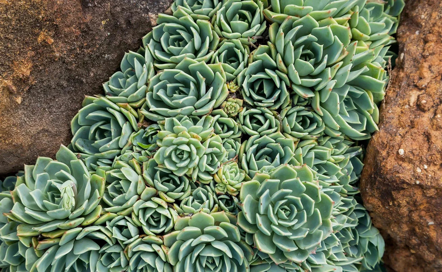 Hen's and Baby's Succulent Seeds for Planting, 200 Seeds, Echeveria spp., Easy to Grow, Indoor/Outdoor Garden
