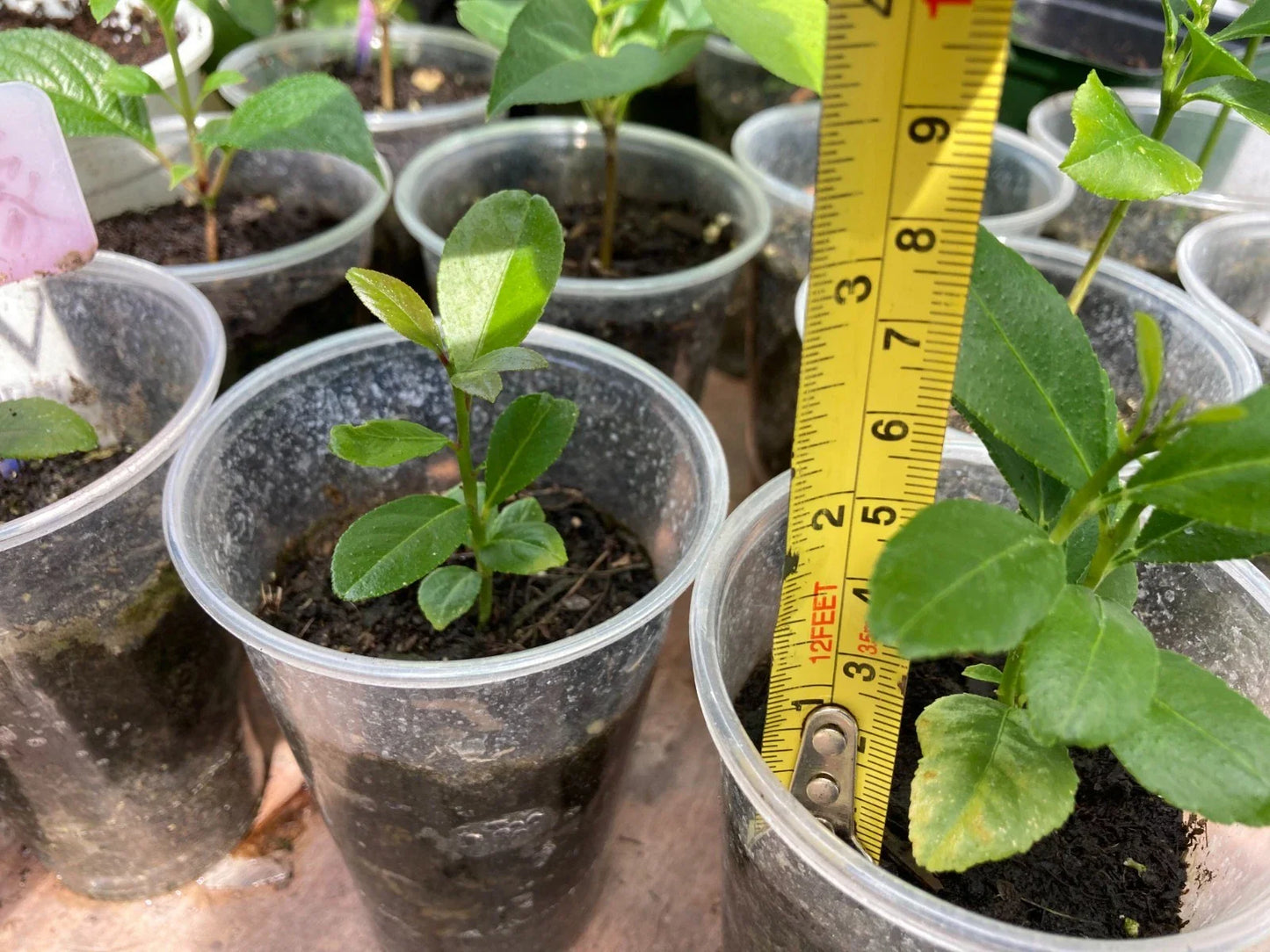 Lemon Tree Seedling 2-3ā Bare Root ā Citrus limon Live Plant, Fruit Tree Starter, Fragrant, Indoor/Outdoor Patio Garden