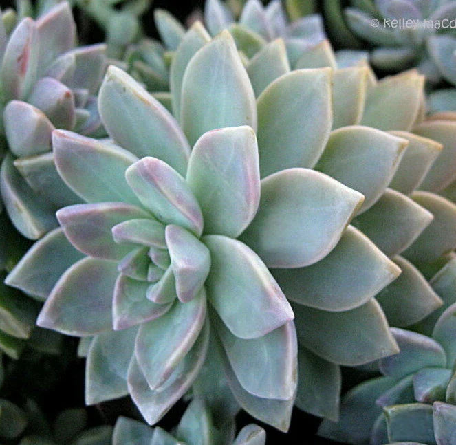 X-Large Graptopetalum Unrooted Cutting 10 x 3" - Succulent Plant for Wedding Favors, Home Decor, Crafting
