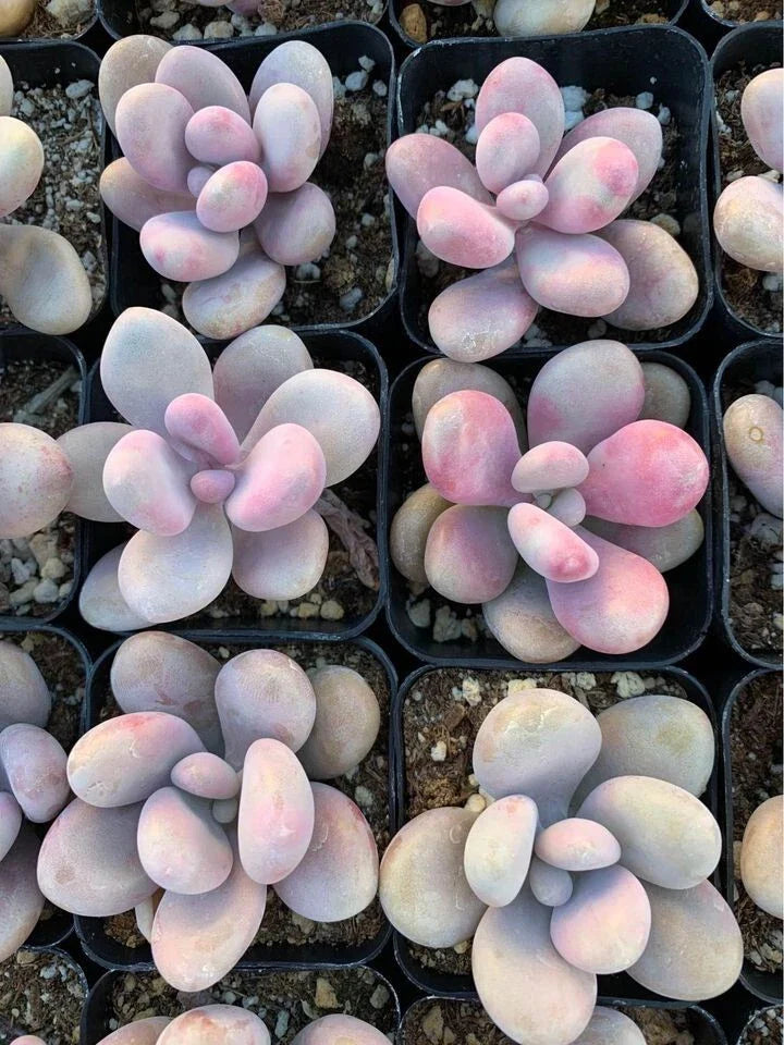 1 Bare Root Pink Moonstone Succulent (Pachyphytum Oviferum) β Rare Chubby Leaves Plant for Indoor Decor, Gifts, DIY Arrangements