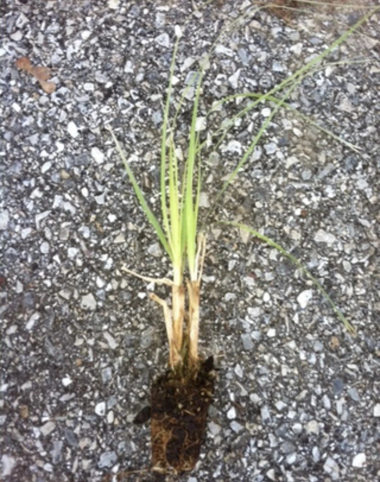 Purple Pampas Grass (3 Plugs) ā Rare Cortaderia selloana Variety ā Ornamental Grass with Purple Plumes ā Drought-Tolerant Garden Plant