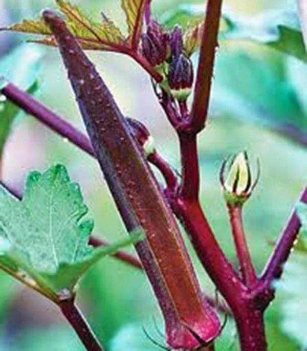 Okra Seeds - 100 Heirloom Red Burgundy Non-GMO Seeds - Garden Vegetable (Abelmoschus esculentus)