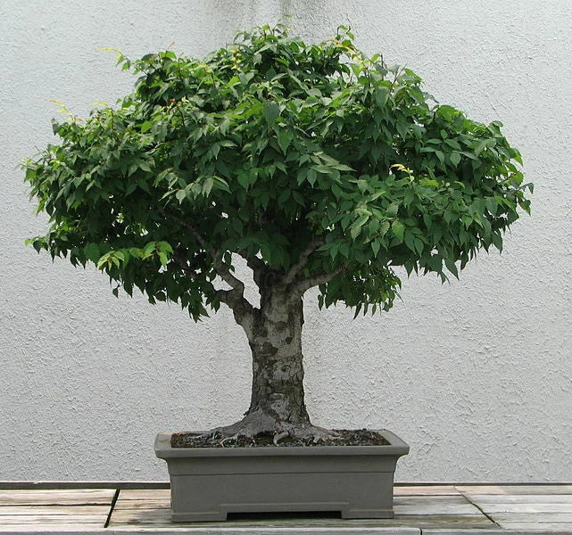 Japanese Zelkova Seeds, 30 Pack, Zelkova serrata, Ornamental Tree, Drought-Resistant, Shade Tree