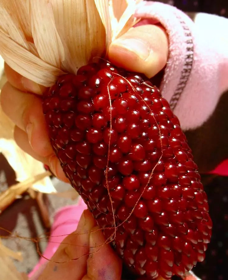 Strawberry Ruby Corn Seeds - 120+ Heirloom Organic Popcorn - Sweet Rare Variety - Zea mays everta