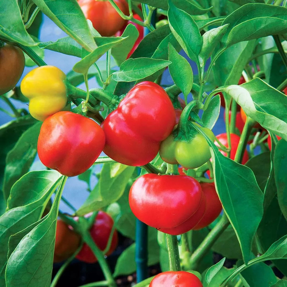 Pimento Red Pepper Seeds Set of 20+ - Capsicum annuum - Heirloom Vegetable Garden Seeds for Home Growing
