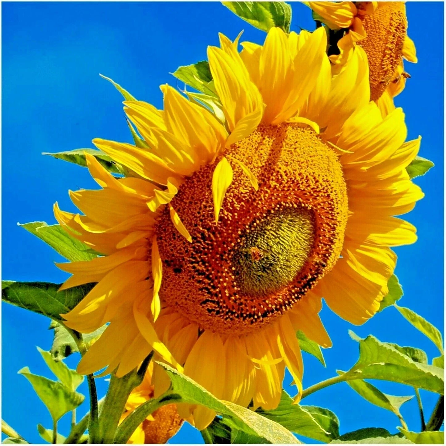 50+ Mammoth Grey Stripe Sunflower Seeds - Organic Giant Native Wildflower - Easy Grow - Helianthus annuus