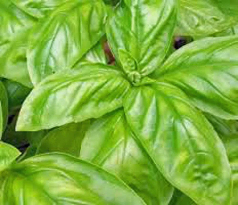 Basil Seeds, Italian Large Leaf, Heirloom Variety, 25+ Seeds, Great Culinary Herb, Ocimum basilicum