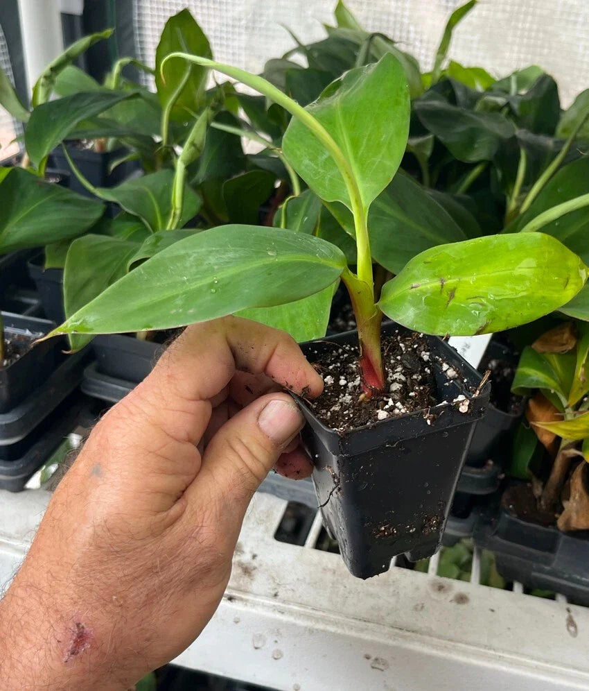Red Dacca Banana Plant ā Live Red Banana Tree (Musa acuminata) ā Rare Tropical Fruit Plant ā Indoor/Outdoor Edible Banana Tree