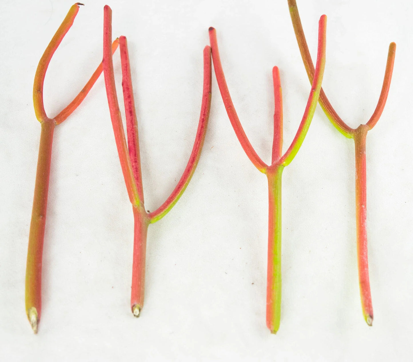 15 Fire Sticks Succulent Cuttings ā Euphorbia Tirucalli ā Unrooted Stems for Propagation ā Colorful Drought-Tolerant Plant