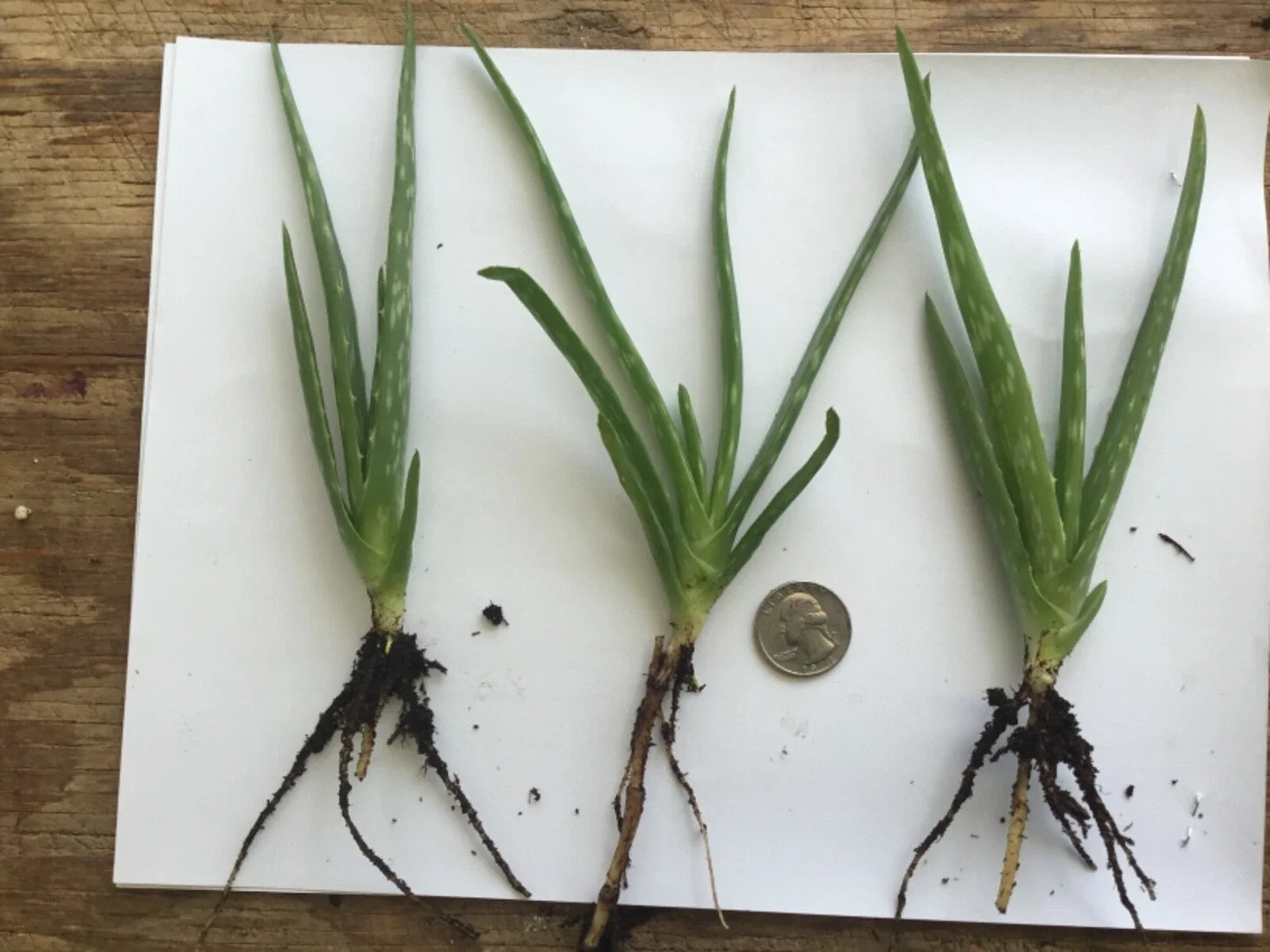 Organic Aloe Vera Plant β 1 Healthy Bare Root Live Plant β Medicinal Succulent Ready to Grow Indoors or Outdoors