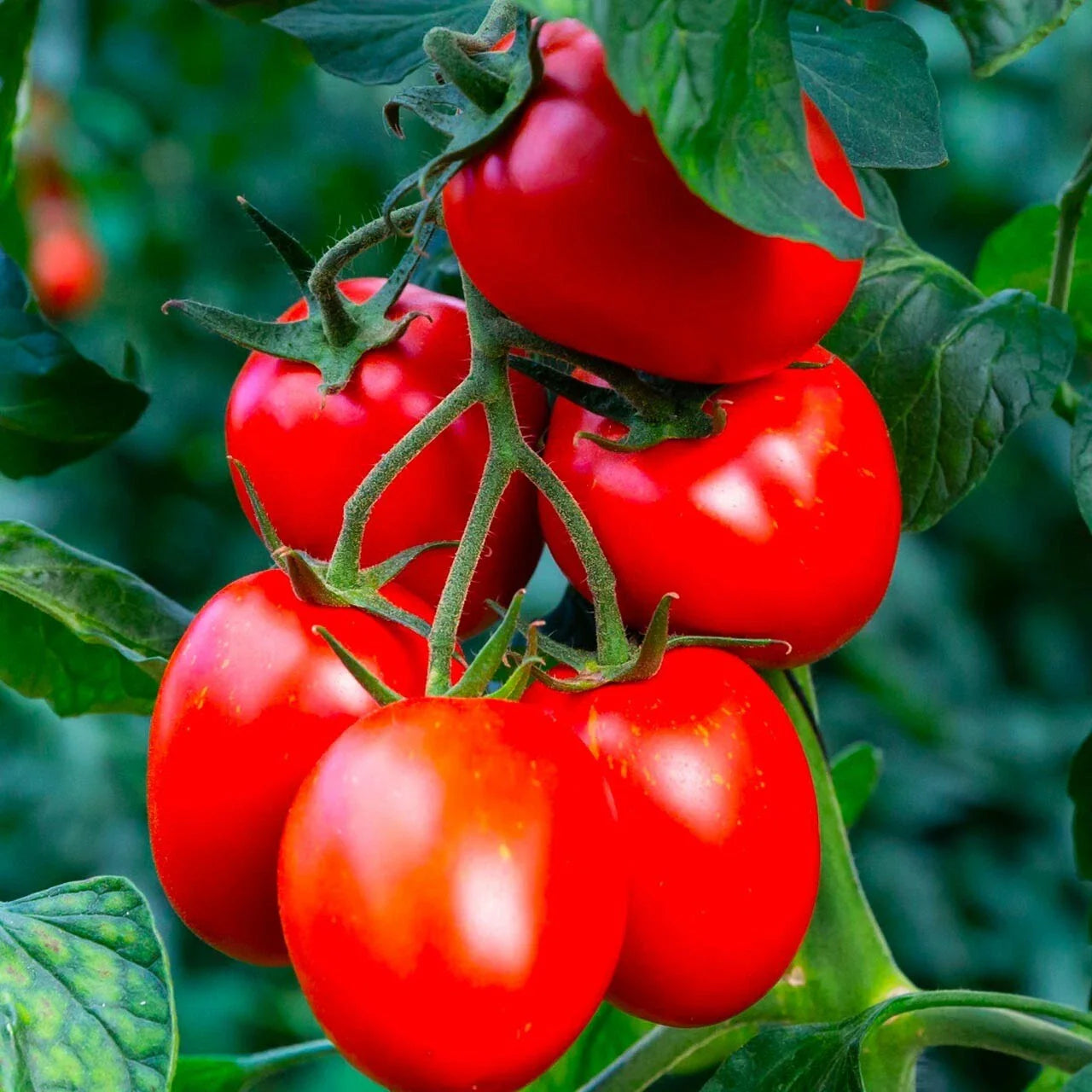 Rio Grande Tomato Seeds - Organic Heirloom - Non-GMO - 10+ Seeds - Perfect for Home Gardening - Solanum lycopersicum