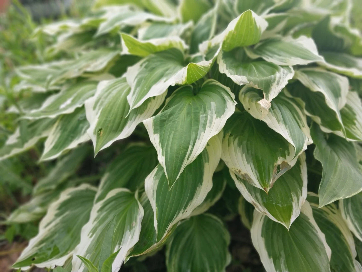 Hosta Roots - 10 Variegated Patriot Roots - Green with White Edges - Hosta plantainae