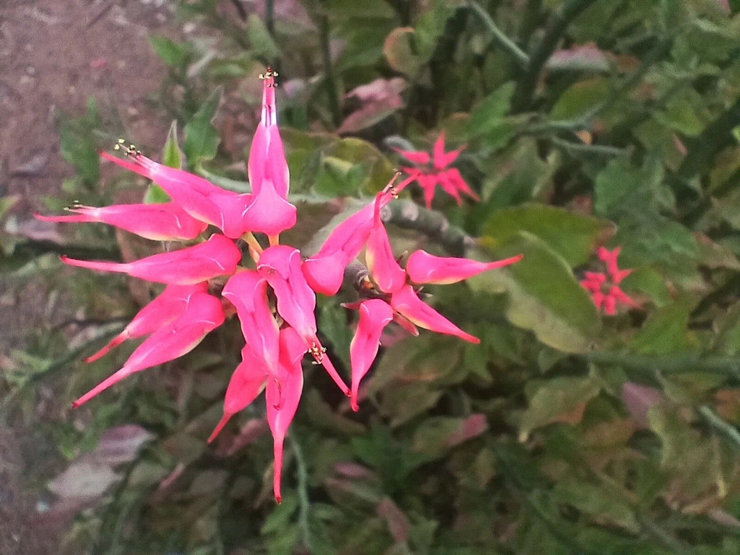 Fresh Cuttings 4x12” Devil's Backbone Succulent with Slipper Pink Flowers (Euphorbia tithymaloides)