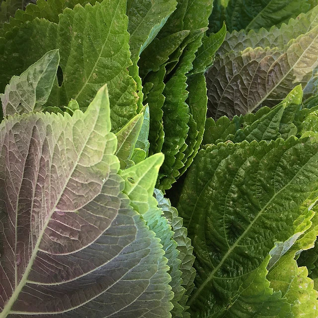 Korean Perilla Seeds | 깻잎 KKaennip | Gaennip Sesame Shiso Mint Basil | 2025