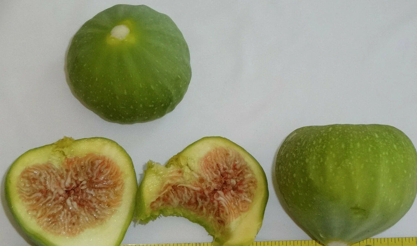 Green Ischia Fig Tree Cuttings - 3 Healthy Cuttings - Ficus carica - Ideal for Zones 7 to 10