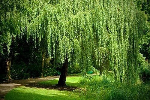 Golden Weeping Willow Tree Cuttings 2 Live Plants Arching Canopy Salix babylonica