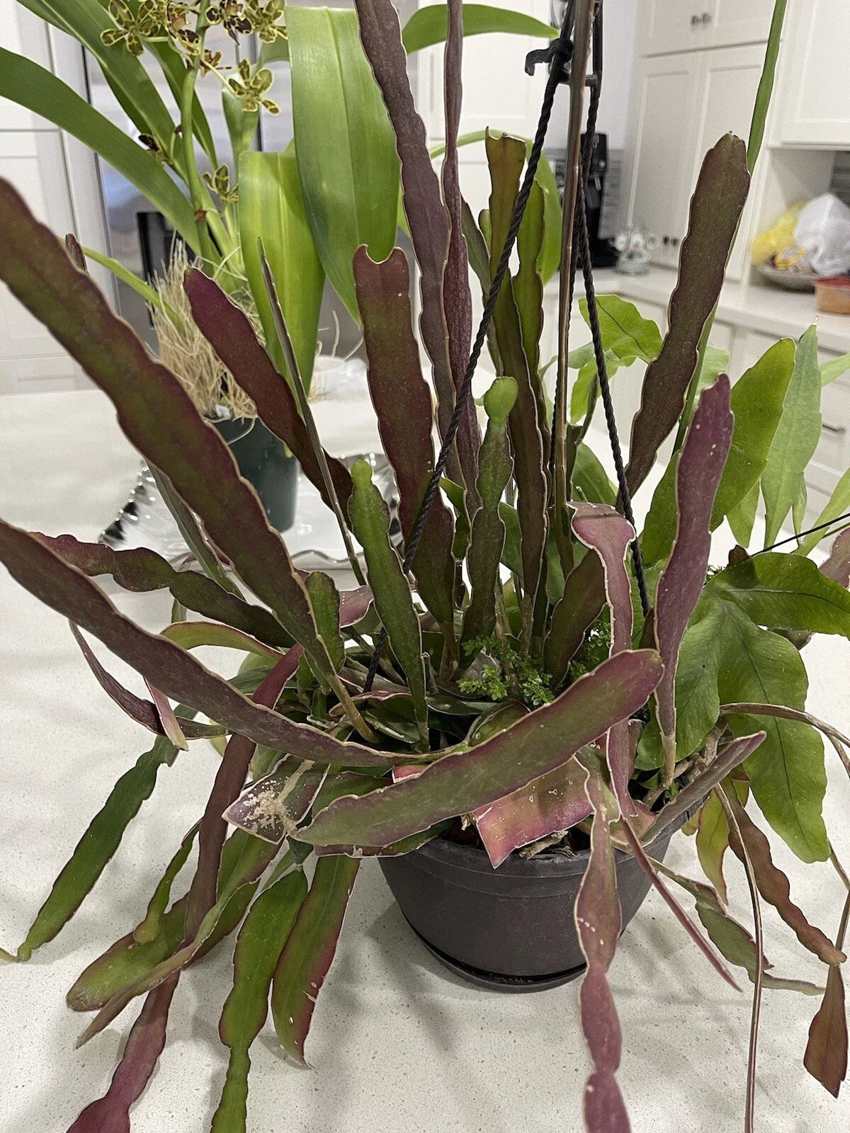 Epiphyllum Cuttings - 8 Hookeri + 2 Blooming Night - 8-10 Inches Long, Fragrant