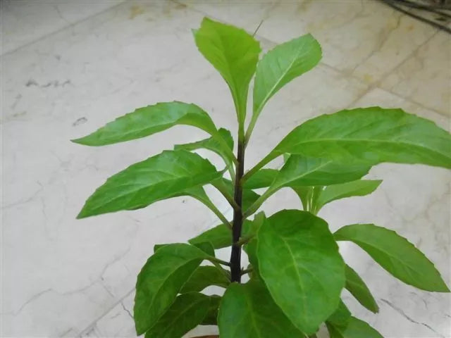 Longevity Spinach Starter Plants 10-Pack Pesticide-Free Gynura Procumbens