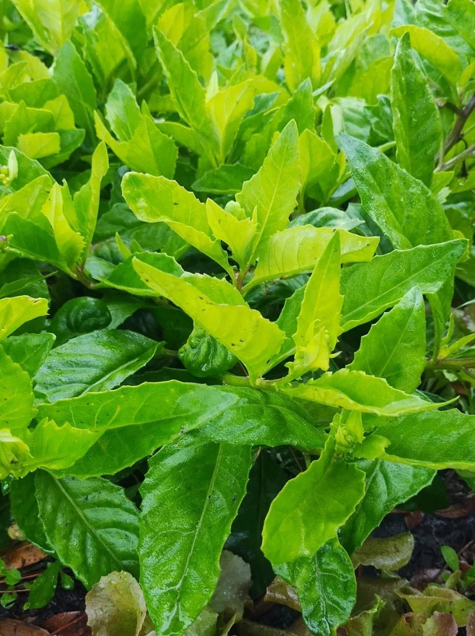 Longevity Spinach Plant Cuttings - 8 Cuttings of Gynura Procumbens for Home Gardening