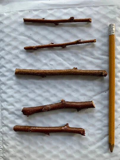 5 Grenade Pluot Scion Wood Cuttings ā Fresh Grafting Wood from Rare Plum-Apricot Hybrid ā Heirloom Variety for Fruit Trees