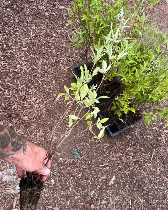 Vitex Chaste Tree ā Live Plant (Vitex agnus-castus) ā Lilac Chasteberry Tree ā Fast-Growing, Fragrant Flowering Shrub