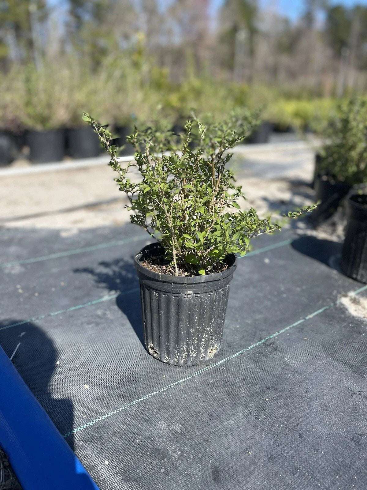 Live Goji Berry Plant ā Lycium barbarum in 6ā Pot, Mature Starter, Superfruit Bush, Fast Growing, Cold Hardy, Edible Berries