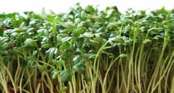 Curled Cress Seeds - Heirloom Broadleaf Sprouts for Microgreens - Lepidium sativum