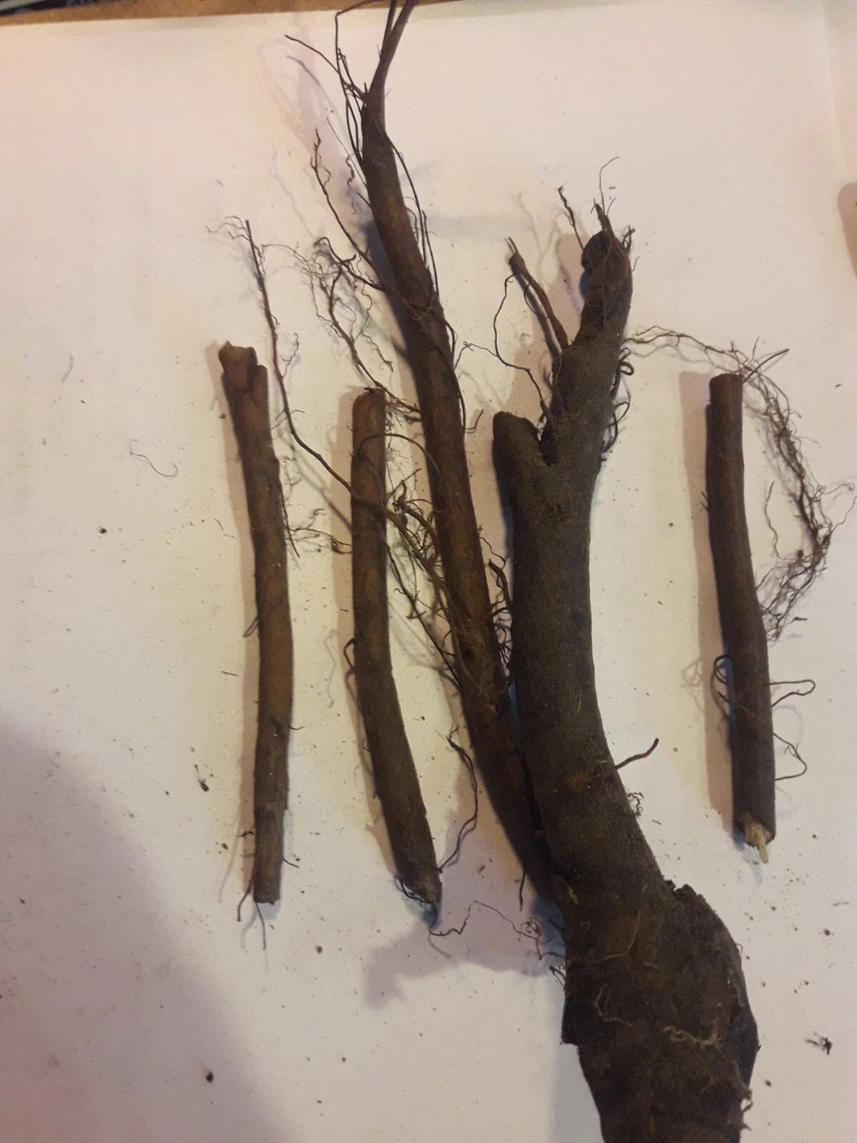 4 Live Comfrey Root Cuttings | Bocking 4 Variety | 3β4β Organic Root Starts | Medicinal, Fertilizer, Pollinator, Permaculture Plant