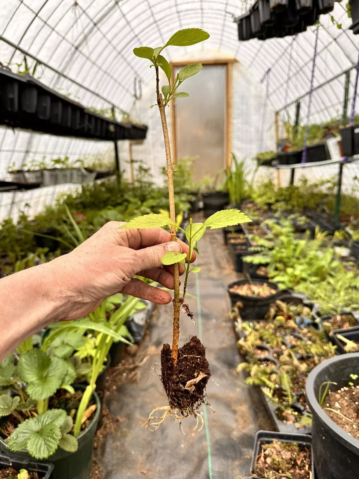 Forsythia Bush Live Plant 10ā12ā Bare Root | 1ā2 Years Old | Early Spring Yellow Flowers | Hardy Fast-Growing Shrub for Landscaping