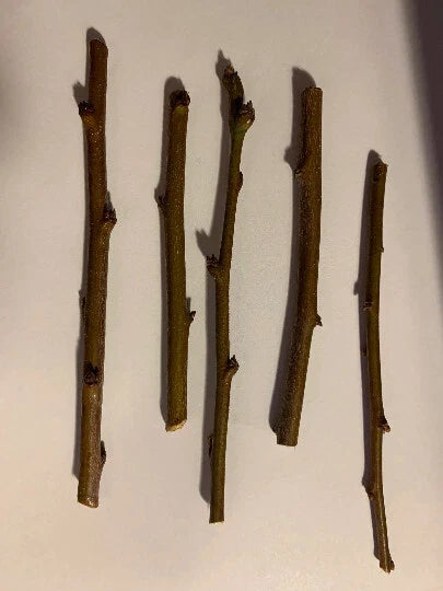 5 Sweet Pluerry Scion Cuttings ā 3ā5" Unrooted Grafting Wood ā Rare Plum x Cherry Hybrid for Grafting Stone Fruit Trees