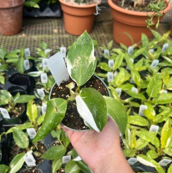 1 Philodendron White Princess Starter Plant 5β8β Tall - Bareroot Variegated Aroid - Rare Tropical Houseplant with White Foliage