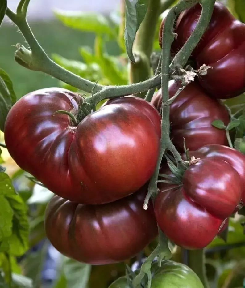 Black Brandywine Tomato Seeds - 10+ Heirloom Organic NON-GMO - Fresh Seed Pack for Gardening - Solanum lycopersicum