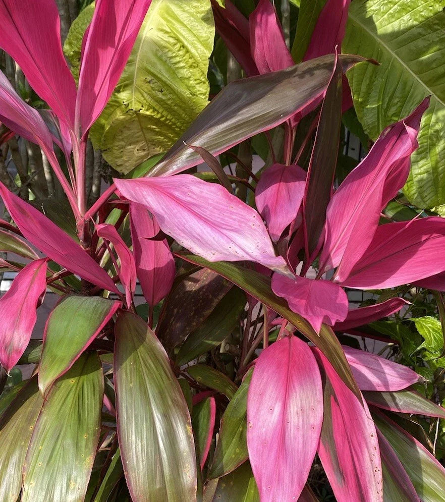 Hawaiian Ti Plant Cuttings, 8 Pieces 5-7 Inches, No Soil, No Roots, Cordyline fruticosa
