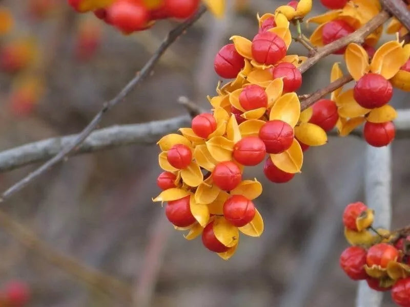 American Bittersweet Vine Seeds | 20 Pack | Celastrus Scandens | Climbing Plant Seeds for Garden and Landscaping