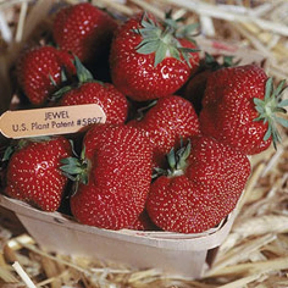 Jewel Strawberry Plants - Lot of 25 Junebearing - Fragaria × ananassa - Home Garden Edibles