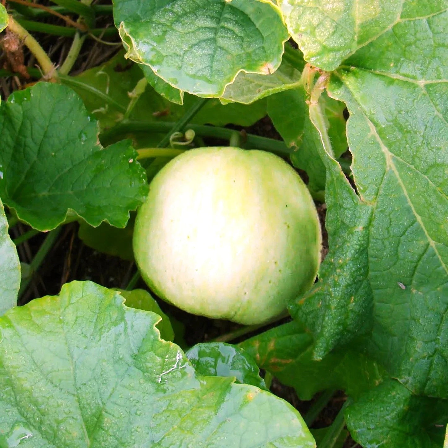 Sakata Sweet Asian Melon Seeds - Japanese Conomon Variety for 2025 Planting - Heirloom Seeds for Home Garden