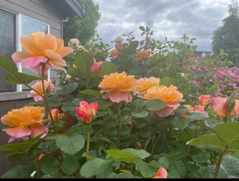 Heirloom Live Rose Cuttings, Unrooted, The Impressionist™, Fresh 5-8" Long, 3 Stems, Ideal for Gardening and Planting