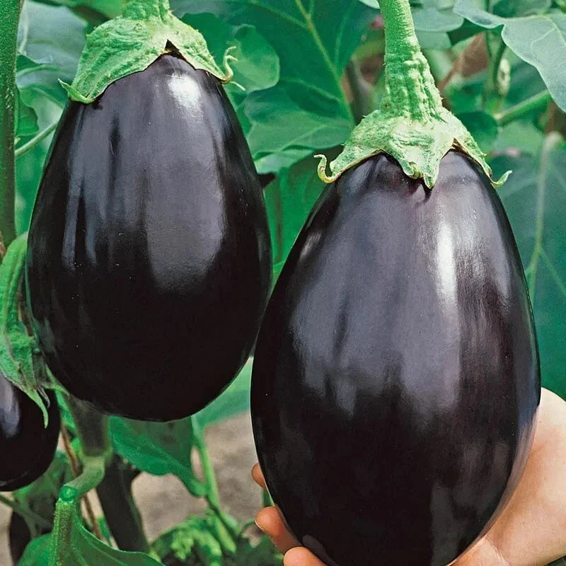 Black Beauty Eggplant Seeds - 100+ Heirloom Organic NON-GMO - Fresh Vegetable Seeds (Solanum melongena)