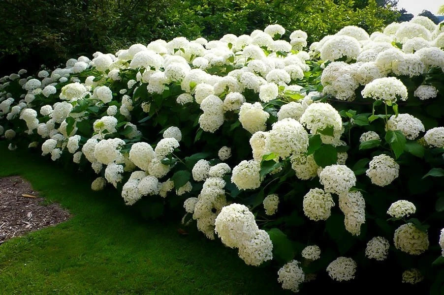 Hydrangea Cuttings 4 Rooted Anabelle Incredible Hydrangea (Hydrangea arborescens) First Year Plants