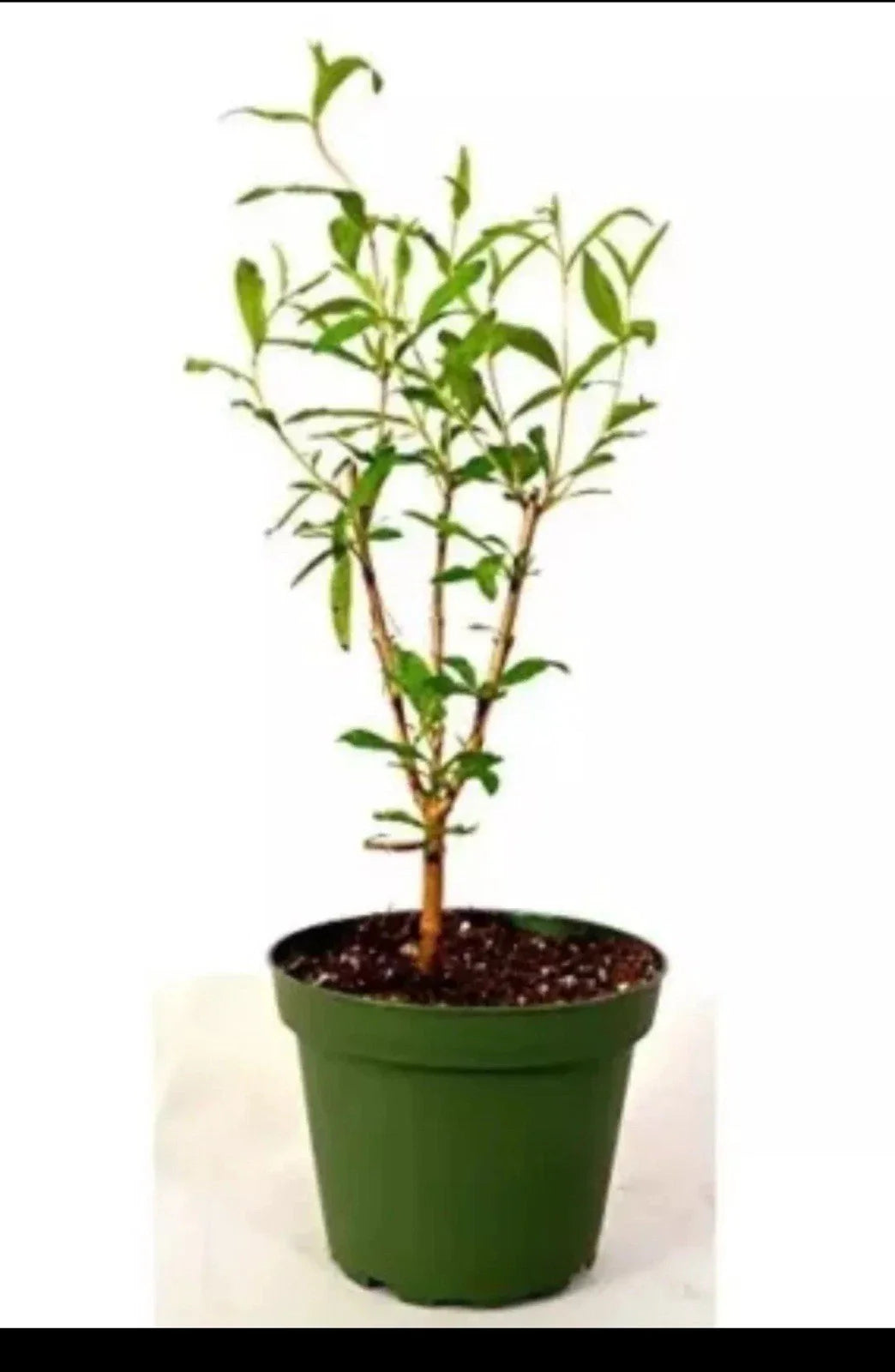 Cold Hardy Pomegranate β R26 Afganski, Live Mature Plant in 1 Gallon Pot, Edible Fruit Tree, Hardy Zones 6β10, Sweet Red Fruit