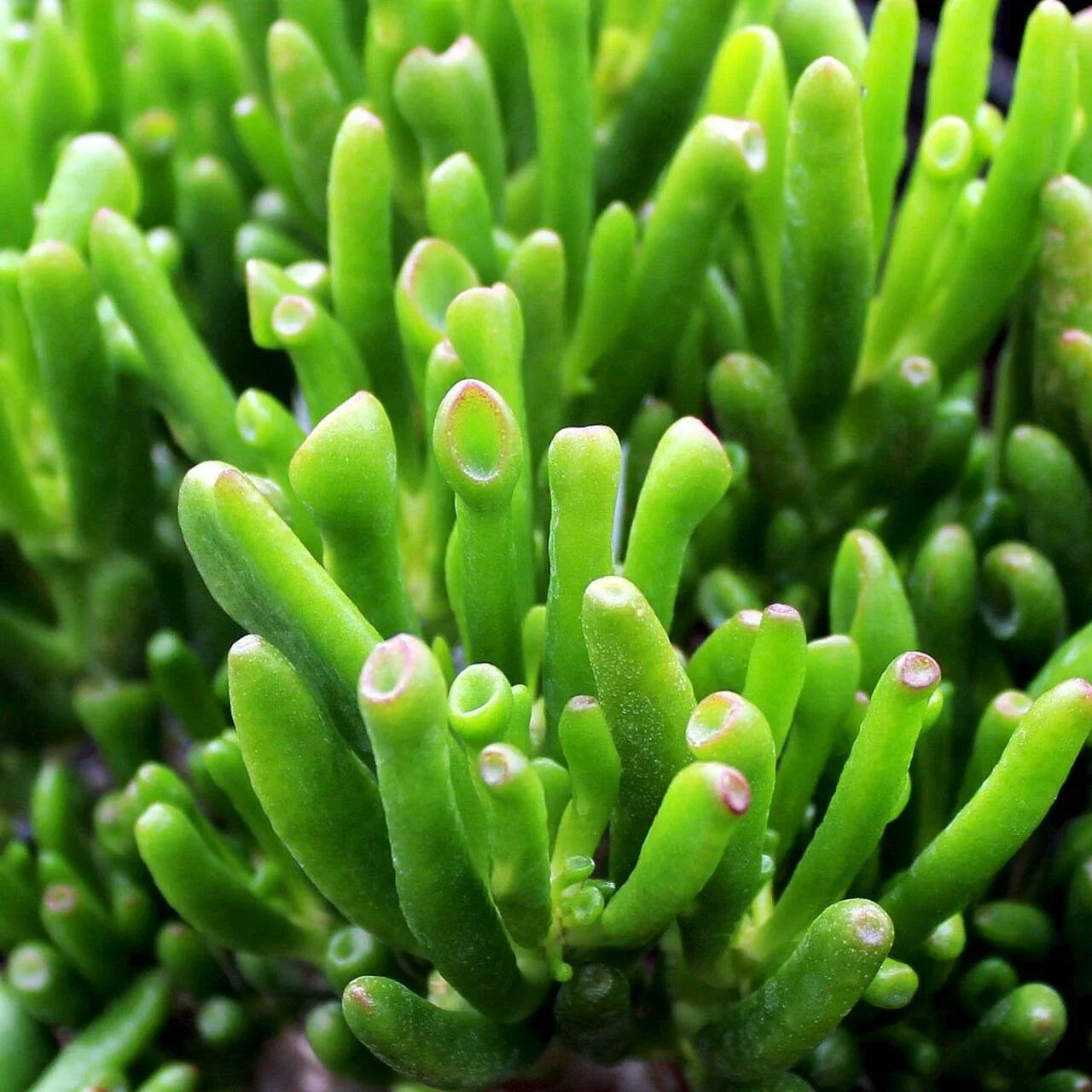 3" Cuttings of Crassula Ovata 'Gollum' - Gollum Jade Succulent - Unique Features - Indoor Plant Decor