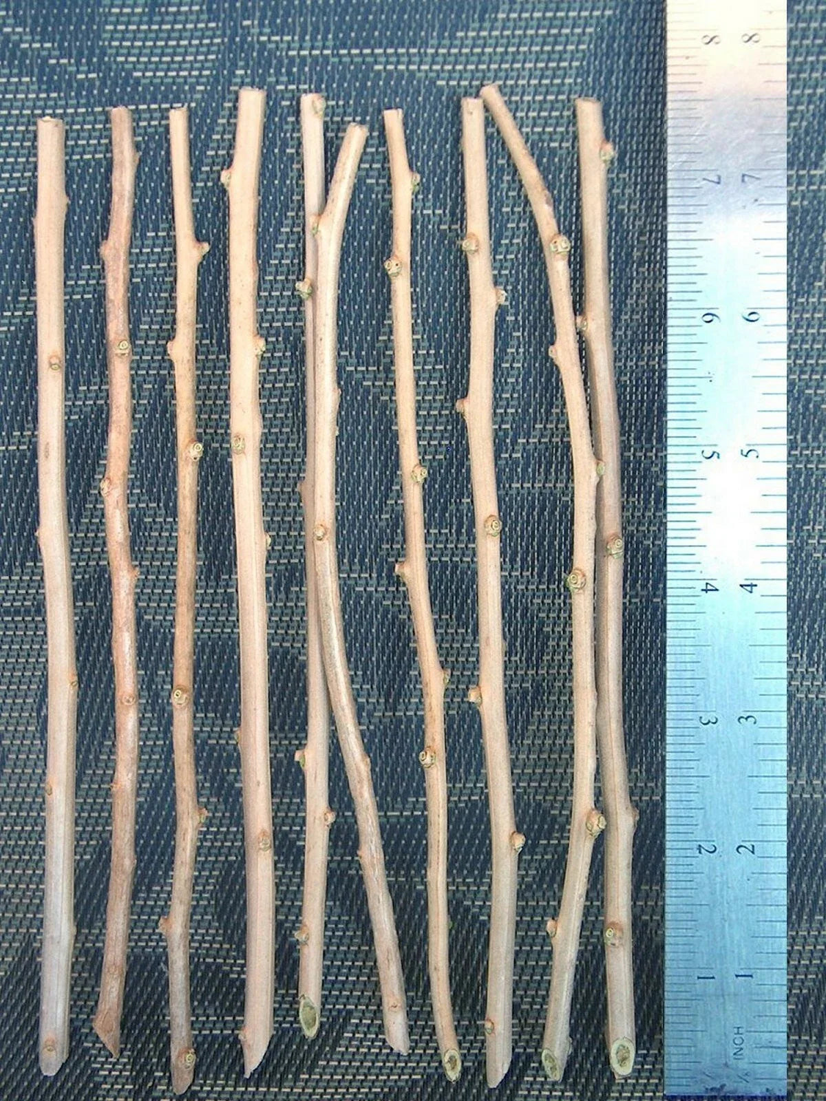 10 Goji Berry Cuttings ā Fresh Unrooted Lycium Barbarum for Propagation ā Grow Your Own Superfruit Plant at Home or Garden