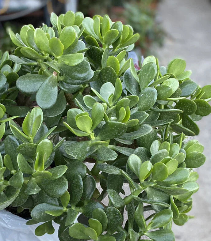 Jade Plant - 1 Rooted Crassula ovata - Succulent from One Gallon Pot - Indoor Houseplant, Green Foliage