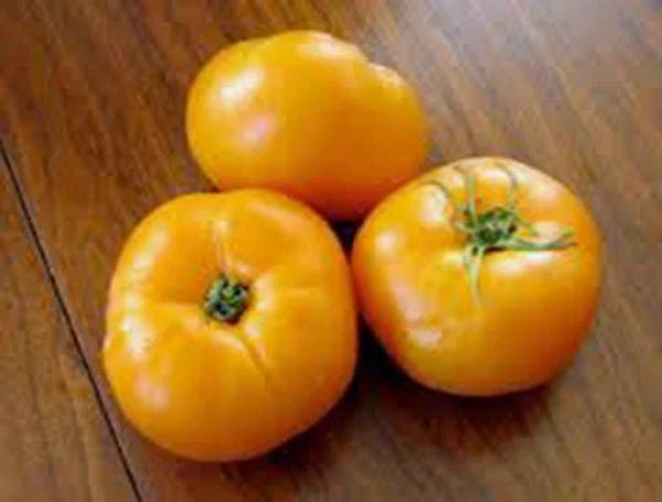 Heirloom Tomato Seeds - Jubilee Variety, 100 Non-GMO Seeds - Perfect for Vegetable Gardens - Solanum lycopersicum